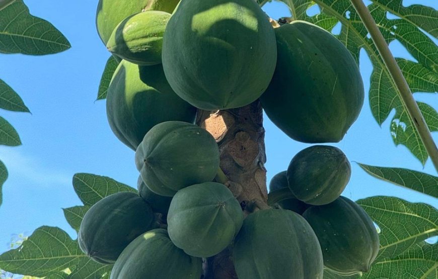 VILLA HỘI AN 5PN #RBHA12