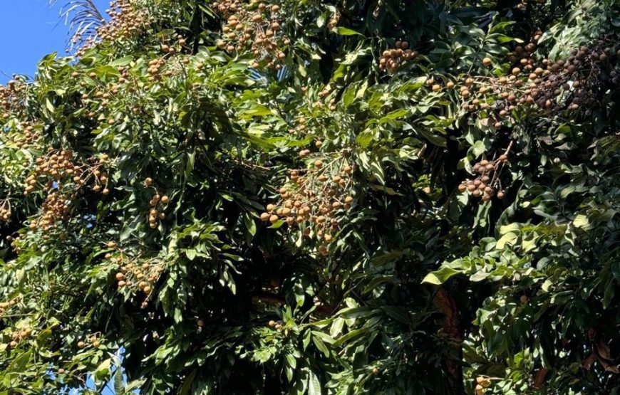 VILLA HỘI AN 5PN #RBHA12