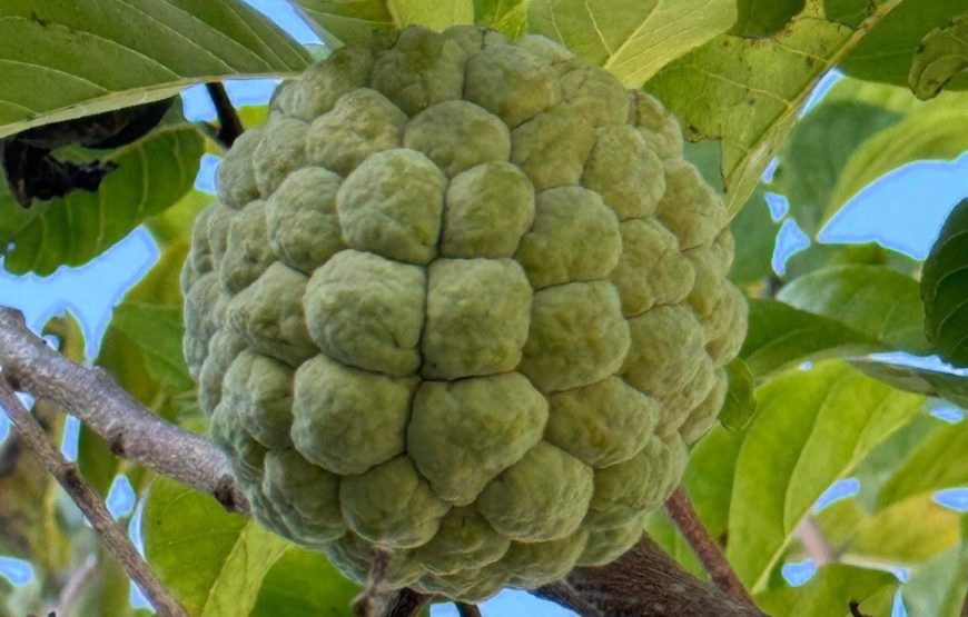 VILLA HỘI AN 5PN #RBHA12